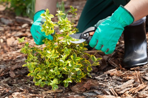 Technician pruning a formal hedge in a Hackney garden