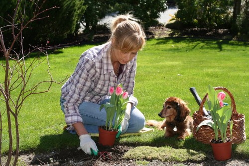 A woman with blonde hair, wearing a plaid shirt and light blue jeans, is kneeling on a well-maintained green lawn while planting pink tulips in a small flower bed at the edge of a garden. She is carefully handling a gardening trowel, surrounded by gardening tools and a wicker basket filled with tulips. Nearby, a small brown puppy sits attentively, observing the activity. The background features a lush garden with mature trees and shrubs, creating a natural and peaceful outdoor environment. The scene is illuminated by natural daylight, indicating clear weather, and the garden layout includes a mix of grass, flower beds, and paving stones, contributing to a tidy and inviting landscape, representative of professional gardening and outdoor maintenance services offered by Hedge Trimming Hackney in the Hackney area.